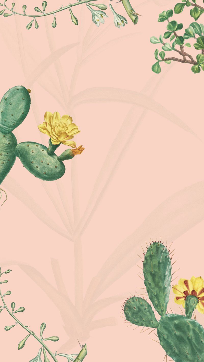 Cactus Wallpaper Background Image Wallpaper
