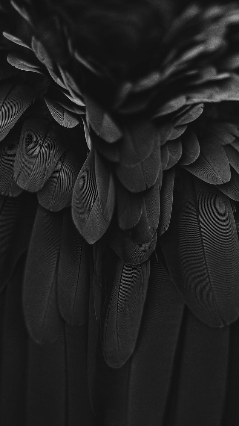 Dramatic Bird Feathers, B&W, Dramatic, bonito, beybe.am, bird, black, black and white, HD phone wallpaper