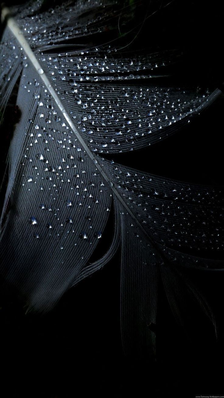 Aesthetic Waterdrops On Feather Wallpaper Download