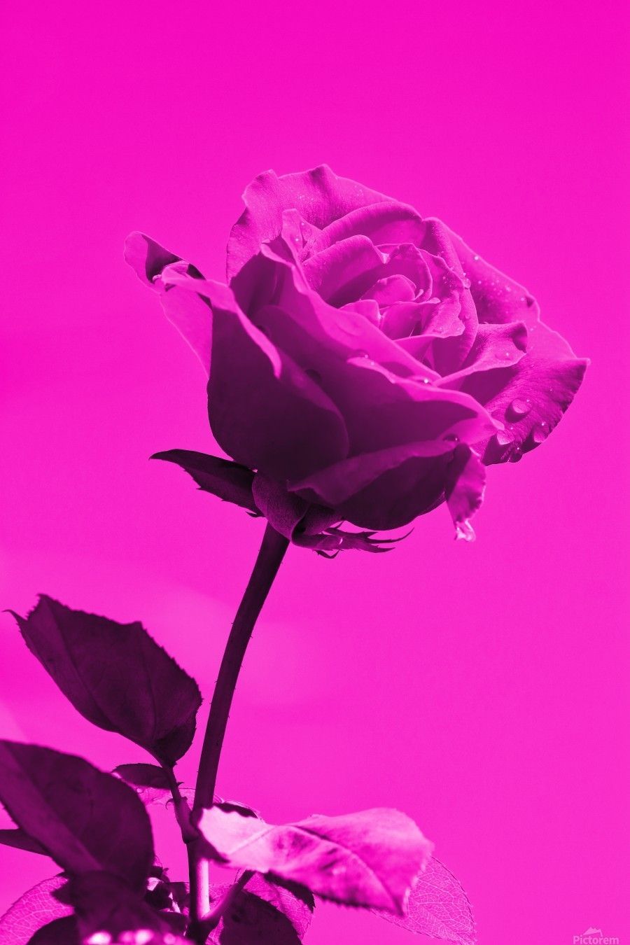 Love Rose magenta 8665