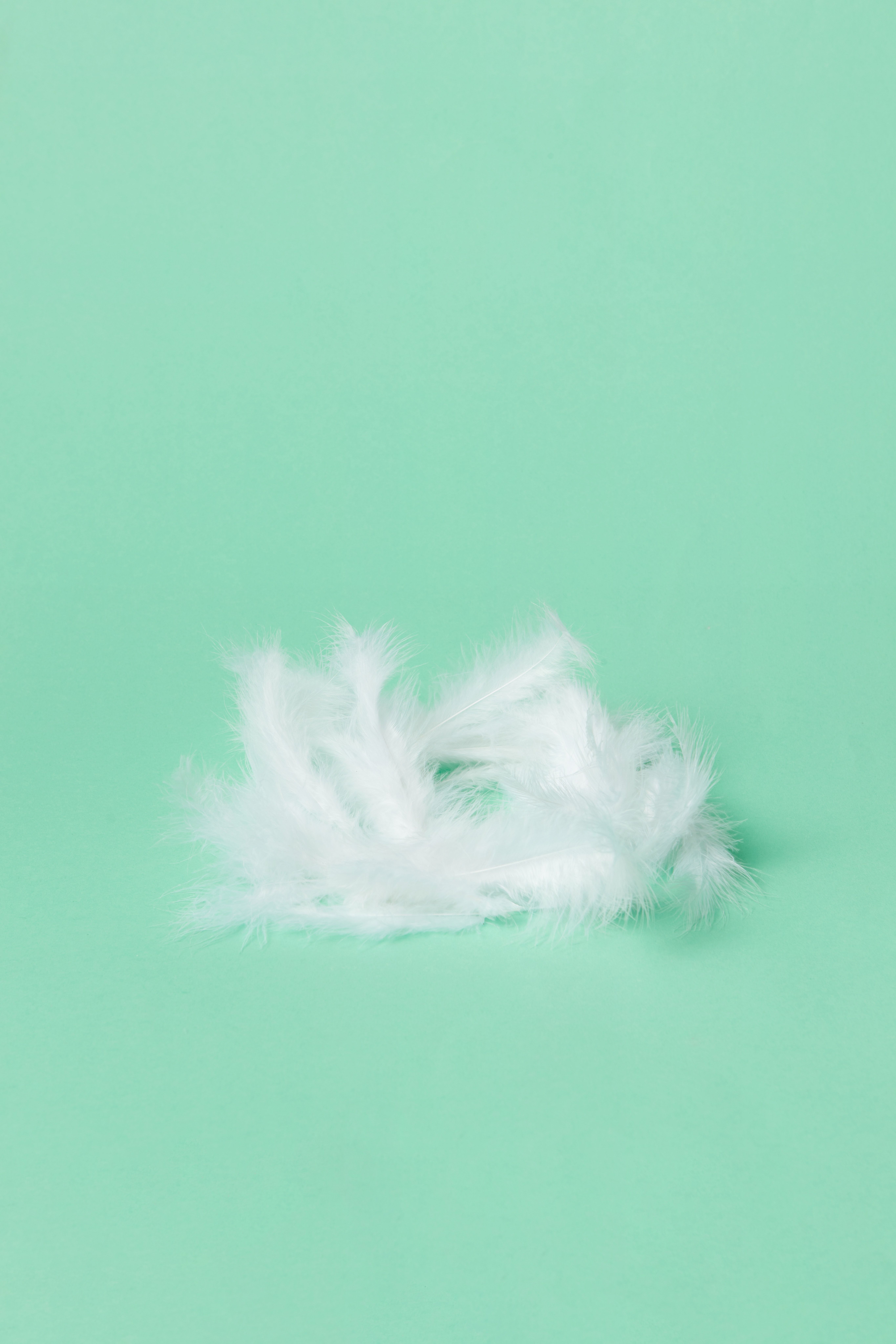 Fluffy Feather In Close Up View · Free