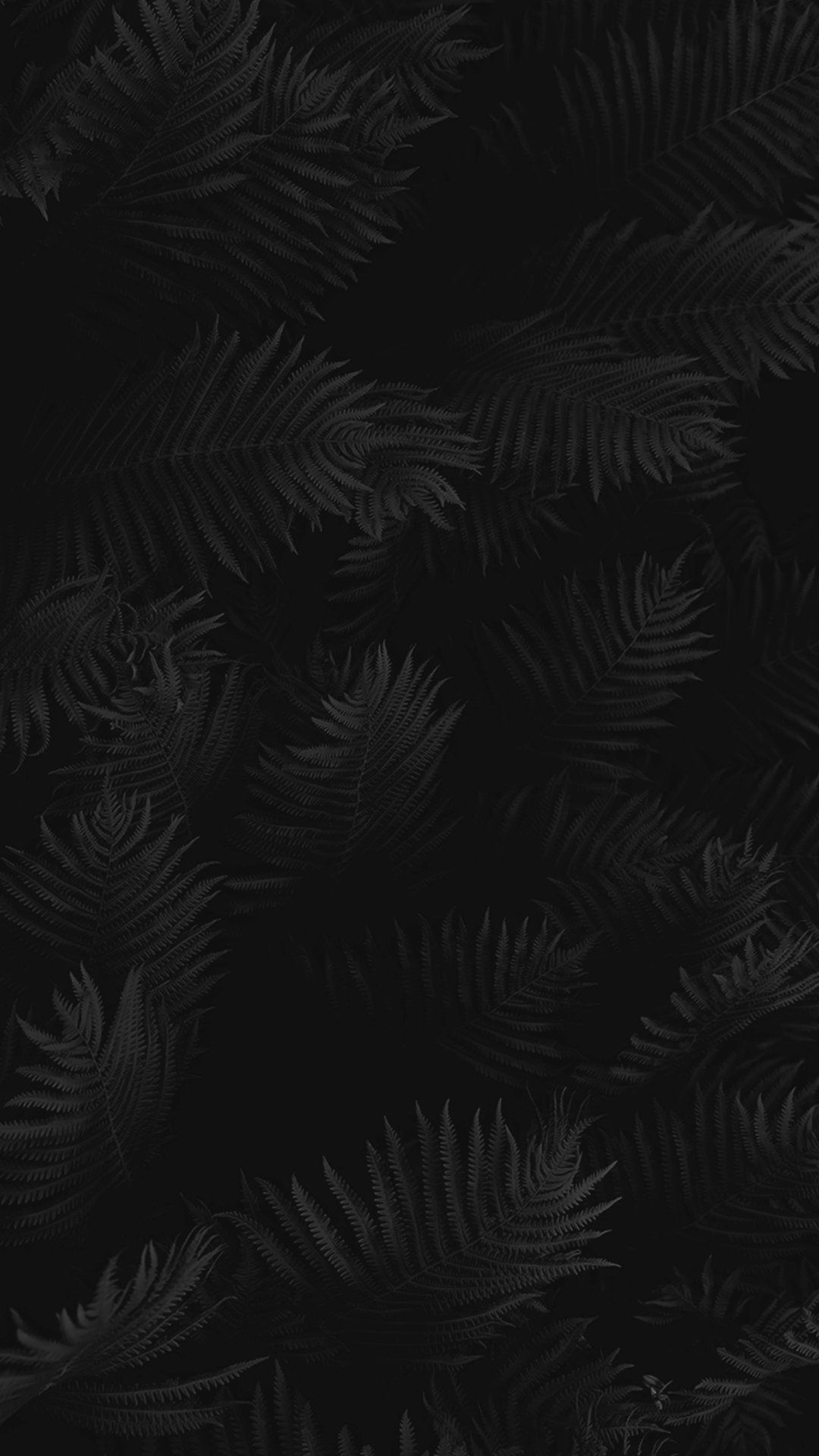 A black and white fern pattern on a black background - Leaves, black
