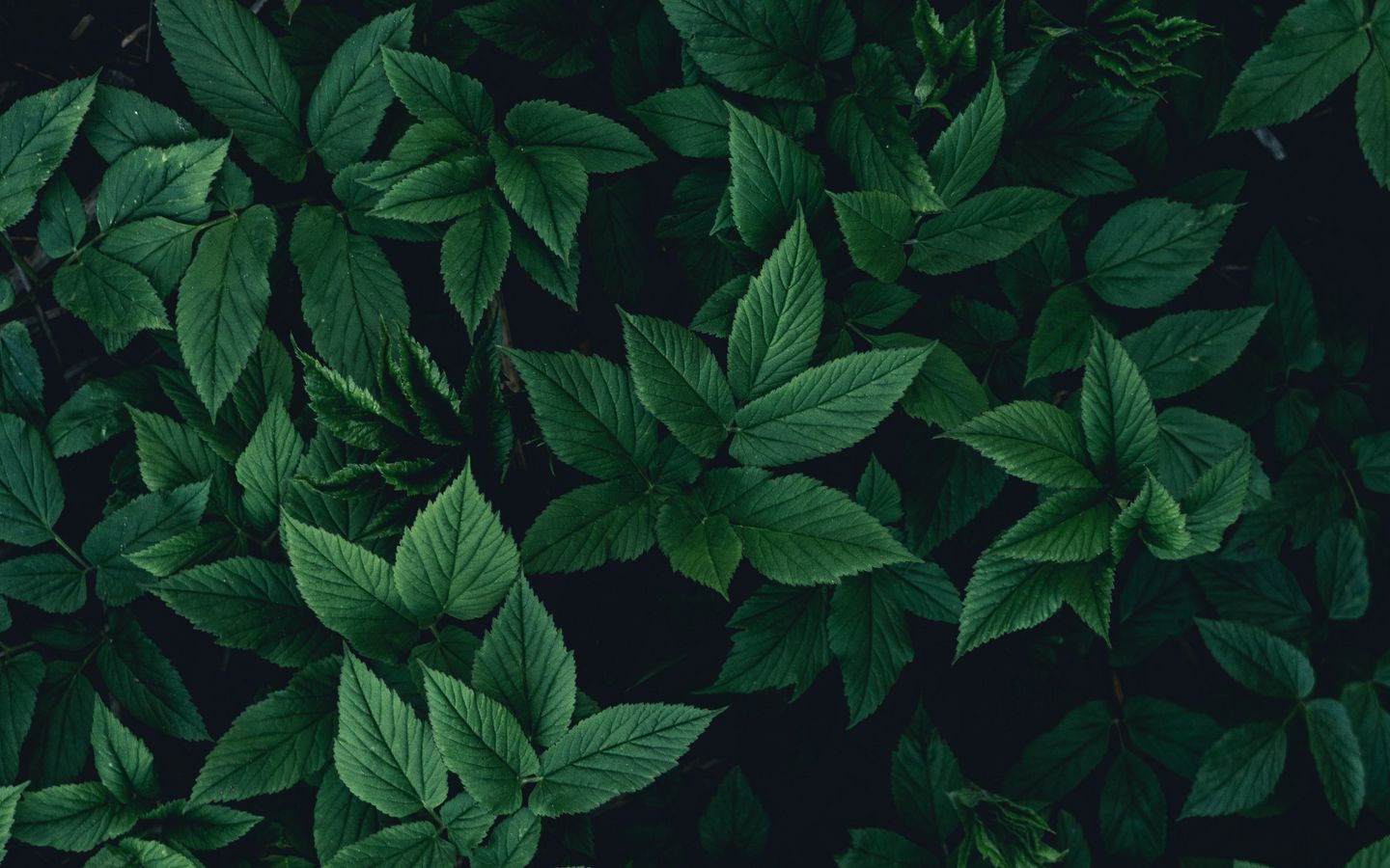 Download wallpaper 1440x900 leaves, bushes, green, dark widescreen 16:10 HD background