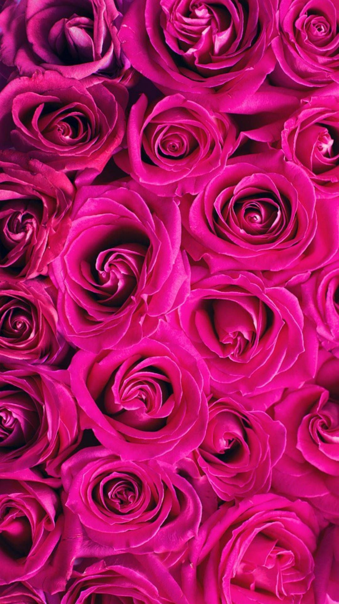 IPhone wallpaper with beautiful pink roses. - Hot pink, pink